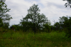 p_c_image-2